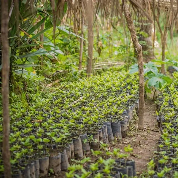 Flor de Café Natural Pacamara - Huehuetenango