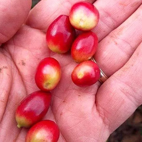 Flor de Café Natural Pacamara - Huehuetenango