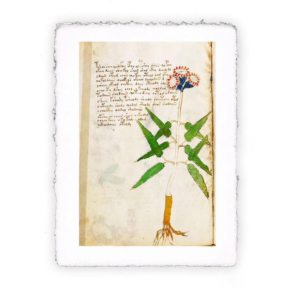 Stampa del Manoscritto Voynich - soggetto 106