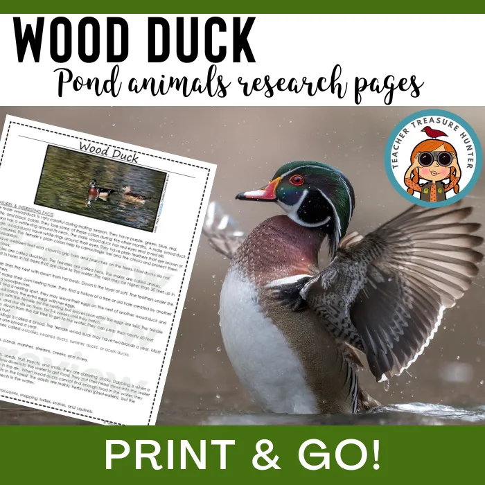 Wood Duck Animal Research Pages for pond study and life science lessons